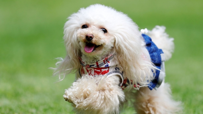 【富士桜ポークしゃぶしゃぶ】貸別荘だからお食事も愛犬と一緒！自家製タルトが人気のカフェに隣接／2食付